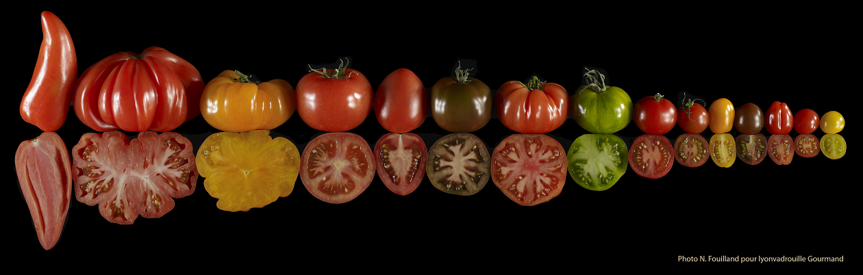 Tomates de couleurs différentes